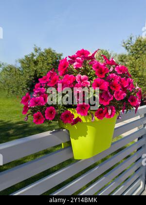 Leuchtend rosa Petunien in Lime Green Pot on Fence Stockfoto