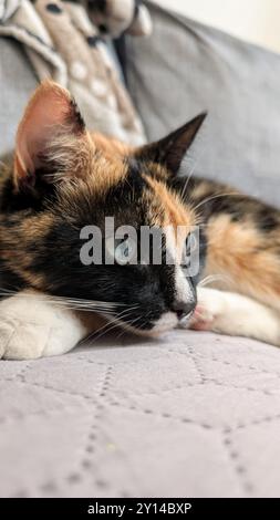 Porträt einer niedlichen dreifarbigen Katze, die auf dem Bett schläft, Haustiere, Tiere und Tiere Stockfoto