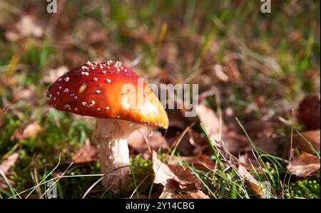 Detail eines rot bedeckten Amanita muscaria Pilzes in einem Wald. Wunderschöner, verführerischer Fly Amanita Pilz. Giftiger Fliegenpilz ist gefährlich und attraktiv Stockfoto