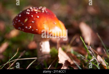 Nahaufnahme des roten Amanita muscaria Pilzes. Red Capped Fly Agar enthält psychoaktive Substanz, einschließlich Muscimol mit neurotoxischem Vorläufer-Ibotenic Stockfoto