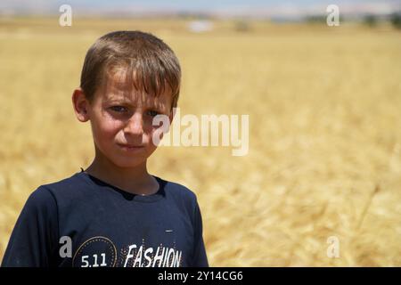 Abyan, Aleppo, Syrien. Juni 2021. Kinder auf einem Feld in der Stadt Abyan, in der westlichen Landschaft von Aleppo, während die Erntezeit für Weizen, Gerste und andere Kulturen läuft. Ein großer Prozentsatz der Syrer ist für seinen Lebensunterhalt auf die Landwirtschaft angewiesen, da Landwirtschaft und Viehzucht in einem Land, das von 10 Jahren des Konflikts heimgesucht wurde und in dem viele Werkstätten, Labore und Fabriken zerstört wurden, zu den wenigen Einkommensquellen gehören. Die Landwirte stehen in Syrien vor vielen Herausforderungen wie den Gefahren und Kosten der Anbauflächen in einer Konfliktzone, hohen Transportkosten, gefährlichen Routen usw. Stockfoto