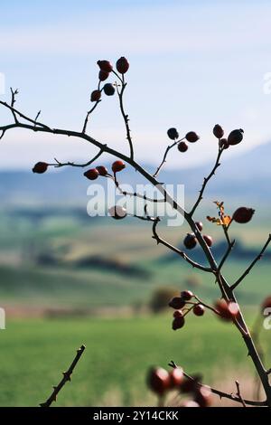 Nahaufnahme eines Zweiges mit Hüftrosen im Vordergrund vor einer sanft verschwommenen ländlichen Landschaft im Allin-Tal, Navarra, Spanien. Stockfoto