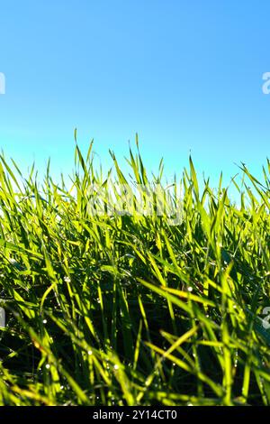 Aus nächster Nähe sehen Sie grüne Grashalme, die mit Morgentau bedeckt sind und von Sonnenlicht unter einem klaren blauen Himmel beleuchtet werden. Das Bild erfasst die Frische und b Stockfoto