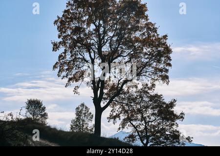 Eine wunderschöne Silhouette eines großen Baumes, der im Herbst an einem hellen, klaren blauen Himmel steht. Die Verzweigungen erzeugen komplizierte Muster Stockfoto