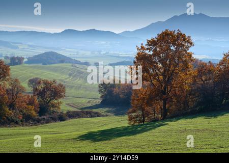 Eine atemberaubende Herbstlandschaft im Allin Valley, Navarra, Spanien, mit sanften grünen Hügeln und lebendigen goldenen Bäumen unter einem ruhigen blauen Himmel. Stockfoto