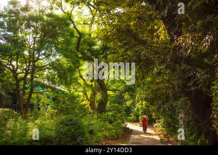 Tokio, Japan, 14. Juni 2024: Eine Frau in rotem Rot mit einem Regenschirm macht einen Spaziergang durch den Wald im Ueno Park. Stockfoto