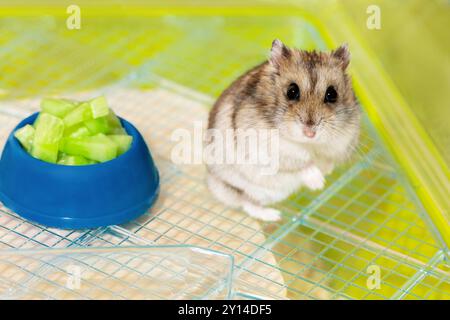 Zwerghamster und Schüssel mit frischem Essen im Käfig. Niedlicher Hamster, der auf Hinterpfoten steht Stockfoto