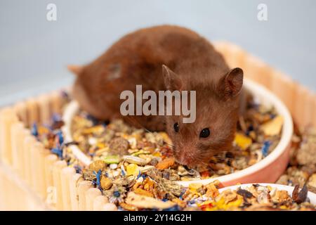 Syrischer Hamster steht in einer Schüssel Trockenfutter im Käfig Stockfoto