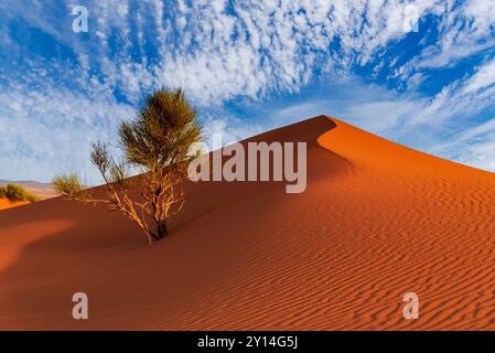 Merzouga, Marokko - Nordafrika. ERG Chebbi Sanddünen in der Sahara. Stockfoto