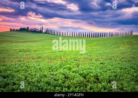 San Quirico d'Orcia, Italien. Sonnenaufgang mit typisch toskanischer Landschaft, Zypressenreihen im Frühling, Morgenlicht. Stockfoto