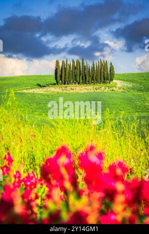 Val d'Orcia, Toskana. Kreis der Zypressen in San Quirico d'Orcia, wunderschöne toskanische Frühlingslandschaft, berühmter Reiseort Italiens. Stockfoto