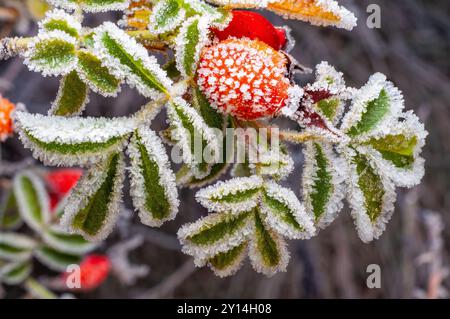 Gefrorene Hagebuttenbeere mit mattierten Blättern in Nahaufnahme, die die Ankunft des Winters zeigt. Stockfoto