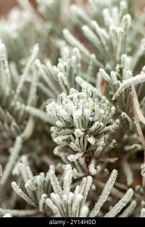 Nahaufnahme von Lavendelpflanzen, die von Frost bedeckt sind und die Schönheit des Winterwetters einfangen. Stockfoto