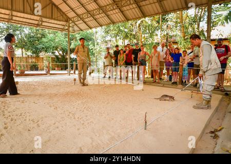 SIEM Ream, Kambodscha - 21. februar 2023: Afrikanische Riesenratte sucht nach meiner. HeroRats Ausflug im APOPO Visitor Center. Humanitäre Minenräumung. Stockfoto