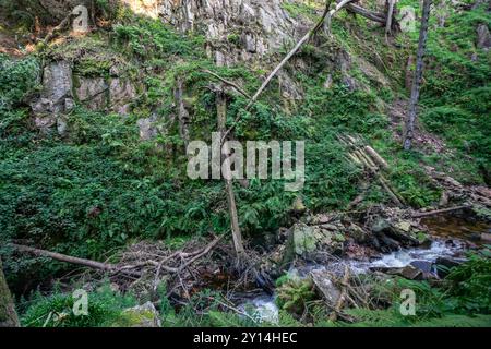 Umgestürzte Bäume in der steilen Schlucht von Stanley Ghyll in der Nähe von Eskdale, Lake District Stockfoto