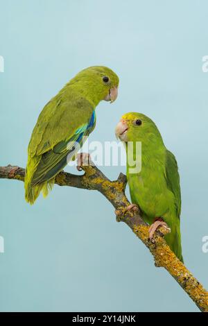 Grünrumpelpapagotte, Forpus passerinus Nebelmutation männlicher Doppelfaktor-Nebelschwaden, weiblicher Einfaktor-Nebelschwaden Stockfoto