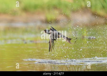 Scheunenschwalbe, Hirundo rustica Stockfoto