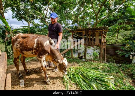 Viehzüchter und Kuh, La Taña, Zona Reina, Quiche, Guatemala, Zentralamerika. Stockfoto