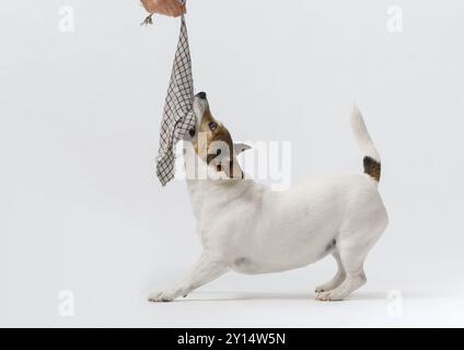 Niedlicher kleiner Hund Jack Russell Terrier, der auf weißem Hintergrund spielt Stockfoto