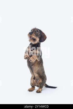 Porträt eines drahthaarigen Dachshunds, der auf seinen Hinterbeinen steht, Hunderasse, isoliert auf weißem Hintergrund Stockfoto