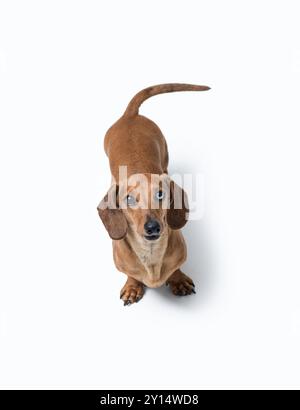 Porträt eines süßen glücklichen Dachshund-Hundes, der in die Kamera schaut, isoliert auf weißem Hintergrund Stockfoto