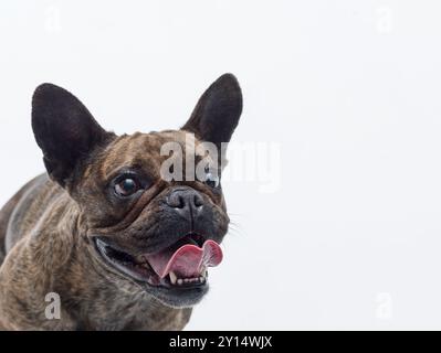 Nahporträt einer glücklichen französischen Bulldogge, isoliert auf weißem Hintergrund, Kopierraum Stockfoto