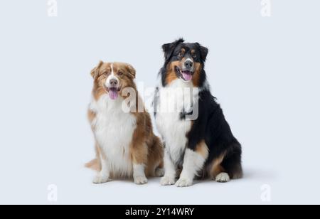 Zwei glückliche Hunde posieren zusammen und schauen in die Kamera, Australian Sheperd Rasse Stockfoto
