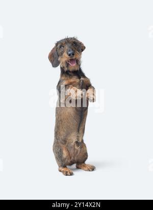 Porträt eines drahthaarigen Dachshunds, der auf seinen Hinterbeinen steht, Hunderassen, isoliert auf weißem Hintergrund Stockfoto