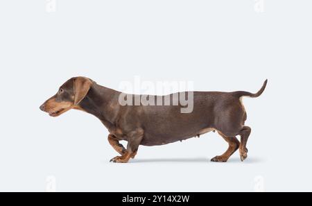 Porträt eines schönen gesunden, glatthaarigen Hundes seitliche Ansicht, Dachshund Hunderasse, isoliert auf weißem Hintergrund Stockfoto
