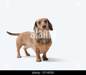 Porträt eines süßen glücklichen Dachshund-Hundes, der in die Kamera schaut, isoliert auf weißem Hintergrund Stockfoto