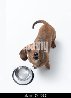 Der hungrige süße Dachshund wartet auf Essen, posiert neben einer leeren Schüssel und sieht seinen Besitzer an Stockfoto