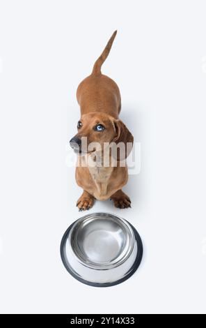 Der hungrige süße Dachshund wartet auf Essen, posiert neben einer leeren Schüssel und sieht seinen Besitzer an Stockfoto