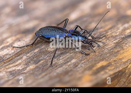 Blauer Ground Käfer (Carabus Intricatus) Schweiz August 2024 gestapelt Stockfoto