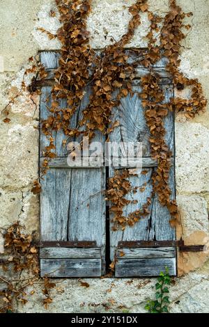 Verwitterte Holzläden mit getrocknetem Efeu an einer alten Steinmauer in einem malerischen Dorf Stockfoto