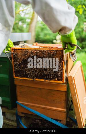 Holzstock mit Bienen, die vom Imker außerhalb des Bienenstocks platziert werden, um an einem sonnigen Sommertag in der Natur zu Imkern Stockfoto