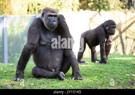 Berlin, Deutschland. September 2024. Gorillas sitzen in ihrem Gehege während der Präsentation eines Forschungsprojekts auf Basis künstlicher Intelligenz des Hasso-Plattner-Instituts und des Zoologischen Gartens Berlin. Studenten des Hasso-Plattner-Instituts (HPI) haben ein Modell entwickelt, das KI nutzt, um einzelne Gorillas zu unterscheiden und zu erkennen, sodass Rückschlüsse auf ihre Verhaltensmuster gezogen werden können. Im Außengehäuse der Gorillas wurden Kameras installiert, die einzelne Gorillas erkennen können. Quelle: dpa/Alamy Live News Stockfoto