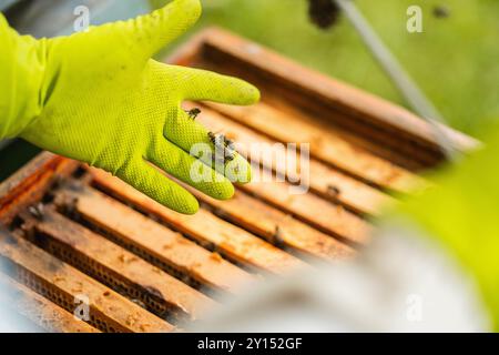 Bienen krabbeln während der Imkerei über den Schutzhandschuh der Imker über dem Bienenstock Stockfoto