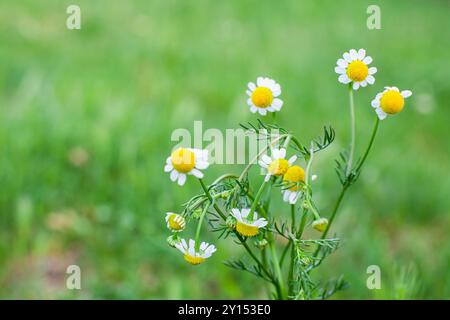 Kamillenblüten blühen auf einer üppig grünen Wiese. Nahaufnahme von Kamillenblüten auf einem grasbewachsenen Feld. Stockfoto