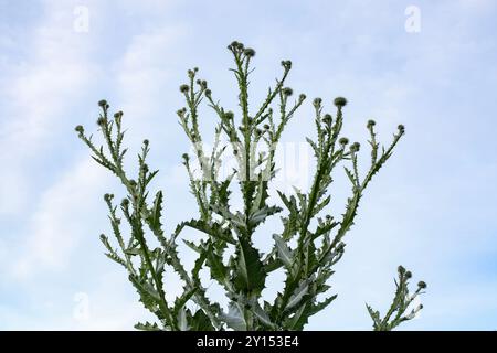 Stachelige Blätter der Histle (Onopordum acanthium), einer Pflanze, die für ihre pharmazeutischen Vorteile bekannt ist und unter freiem Himmel hoch wächst. Stockfoto