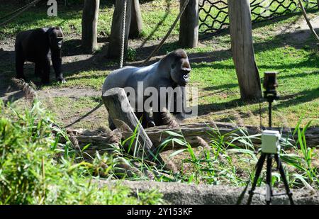 05. September 2024, Berlin: Männlicher Gorilla Sango (r) bewegt sich während der Präsentation eines Forschungsprojekts auf Basis künstlicher Intelligenz des Hasso-Plattner-Instituts und des Zoologischen Gartens Berlin um sein Gehege und wird von einer Kamera (im Vordergrund auf einem Stativ) beobachtet. Studierende des Hasso Plattner Instituts (HPI) haben ein Modell entwickelt, das mittels KI einzelne Gorillas unterscheiden und erkennen kann und somit Rückschlüsse auf ihre Verhaltensmuster zieht. Im Außengehäuse der Gorillas wurden Kameras installiert, die einzelne Gorillas erkennen können. Stockfoto