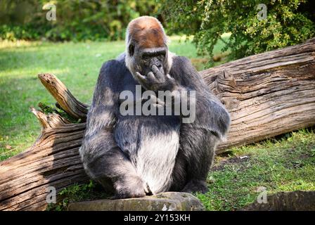 Berlin, Deutschland. September 2024. Der Gorilla Sango sitzt in seinem Gehege während der Präsentation eines Forschungsprojekts auf Basis künstlicher Intelligenz des Hasso-Plattner-Instituts und des Zoologischen Gartens Berlin. Studierende des Hasso Plattner Instituts (HPI) haben ein Modell entwickelt, das mittels KI einzelne Gorillas unterscheiden und erkennen kann und somit Rückschlüsse auf ihre Verhaltensmuster zieht. Im Außengehäuse der Gorillas wurden Kameras installiert, die einzelne Gorillas erkennen können. Quelle: dpa/Alamy Live News Stockfoto