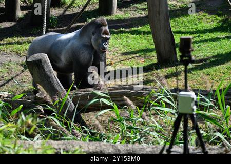 05. September 2024, Berlin: Männlicher Gorilla Sango bewegt sich während der Präsentation eines Forschungsprojekts auf Basis künstlicher Intelligenz des Hasso-Plattner-Instituts und des Zoologischen Gartens Berlin mit einer Kamera (im Vordergrund auf einem Stativ) um sein Gehege. Studierende des Hasso Plattner Instituts (HPI) haben ein Modell entwickelt, das mittels KI einzelne Gorillas unterscheiden und erkennen kann und somit Rückschlüsse auf ihre Verhaltensmuster zieht. Im Außengehäuse der Gorillas wurden Kameras installiert, die einzelne Gorillas erkennen können. Stockfoto