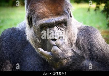 Berlin, Deutschland. September 2024. Der Gorilla Sango sitzt in seinem Gehege während der Präsentation eines Forschungsprojekts auf Basis künstlicher Intelligenz des Hasso-Plattner-Instituts und des Zoologischen Gartens Berlin. Studierende des Hasso Plattner Instituts (HPI) haben ein Modell entwickelt, das mittels KI einzelne Gorillas unterscheiden und erkennen kann und somit Rückschlüsse auf ihre Verhaltensmuster zieht. Im Außengehäuse der Gorillas wurden Kameras installiert, die einzelne Gorillas erkennen können. Quelle: dpa/Alamy Live News Stockfoto