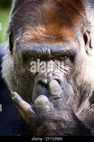 Berlin, Deutschland. September 2024. Der Gorilla Sango sitzt in seinem Gehege während der Präsentation eines Forschungsprojekts auf Basis künstlicher Intelligenz des Hasso-Plattner-Instituts und des Zoologischen Gartens Berlin. Studierende des Hasso Plattner Instituts (HPI) haben ein Modell entwickelt, das mittels KI einzelne Gorillas unterscheiden und erkennen kann und somit Rückschlüsse auf ihre Verhaltensmuster zieht. Im Außengehäuse der Gorillas wurden Kameras installiert, die einzelne Gorillas erkennen können. Quelle: dpa/Alamy Live News Stockfoto