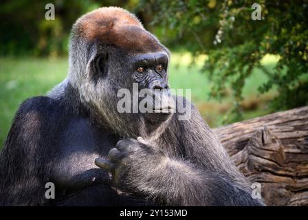 Berlin, Deutschland. September 2024. Der Gorilla Sango sitzt in seinem Gehege während der Präsentation eines Forschungsprojekts auf Basis künstlicher Intelligenz des Hasso-Plattner-Instituts und des Zoologischen Gartens Berlin. Studierende des Hasso Plattner Instituts (HPI) haben ein Modell entwickelt, das mittels KI einzelne Gorillas unterscheiden und erkennen kann und somit Rückschlüsse auf ihre Verhaltensmuster zieht. Im Außengehäuse der Gorillas wurden Kameras installiert, die einzelne Gorillas erkennen können. Quelle: dpa/Alamy Live News Stockfoto