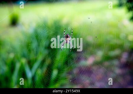 European Garden Spider, Lewes, East Sussex, Großbritannien. Stockfoto