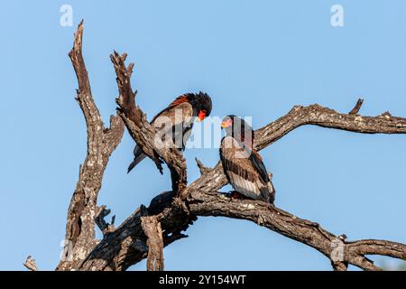 Südafrika, Kruger-Nationalpark, Bateleur Eagle (Terathopius Ecaudatus) Stockfoto