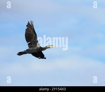 Cormorant verlässt seinen Platz in der Nähe des Schiffskanals von Manchester. Stockfoto