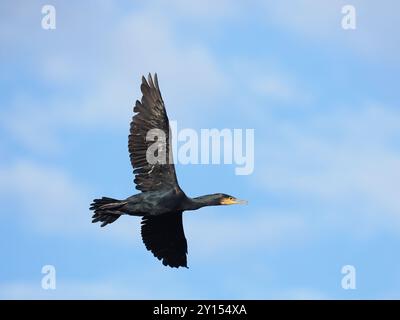 Cormorant verlässt seinen Platz in der Nähe des Schiffskanals von Manchester. Stockfoto