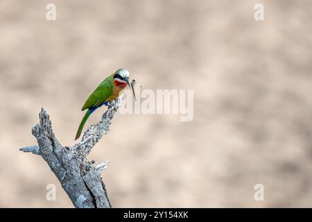 Südafrika, Kruger-Nationalpark, Weißfrontenbienenfresser (Merops bullockoides) mit einer Libelle Stockfoto